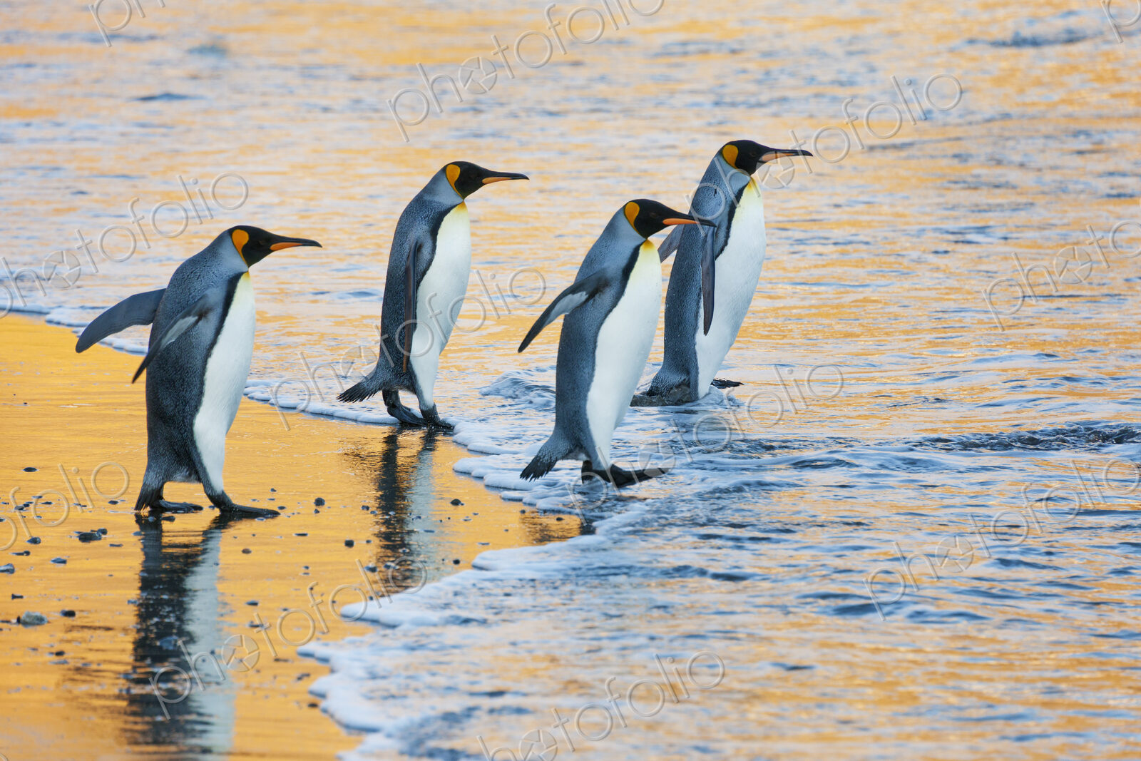 A group of four adult King penguins at the water’s edge walking into the water, at…