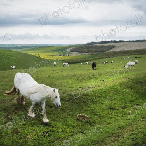A group of horses grazing on the grass on the open chalk downlands.