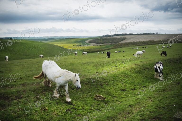 A group of horses grazing on the grass on the open chalk downlands.
