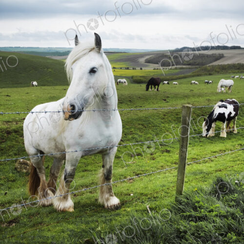 A group of horses grazing on the grass on the open chalk downlands. A group of horses grazing on the grass on the open chalk downlands.