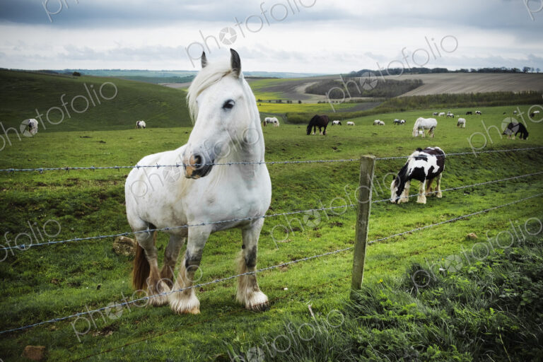 A group of horses grazing on the grass on the open chalk downlands.