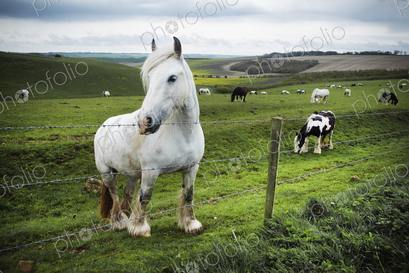 A group of horses grazing on the grass on the open chalk downlands.