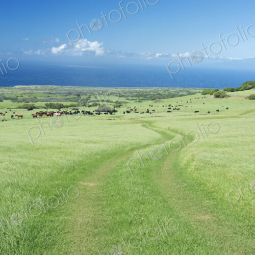 A group of horses on the grass plains of a ranch in Hawaii A group of horses on the grass plains of a ranch in Hawaii