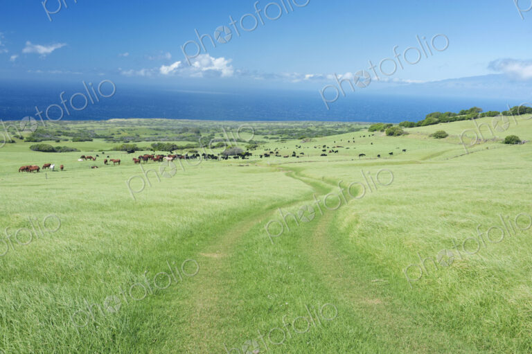 A group of horses on the grass plains of a ranch in Hawaii