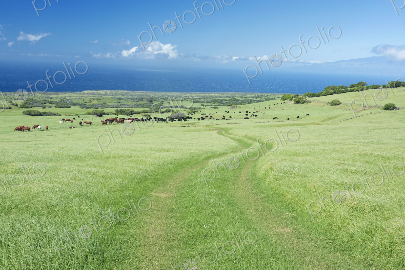A group of horses on the grass plains of a ranch in Hawaii