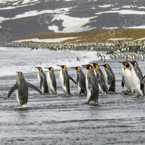 A group of king penguins, Aptenodytes patagonicus on South Georgia Island.