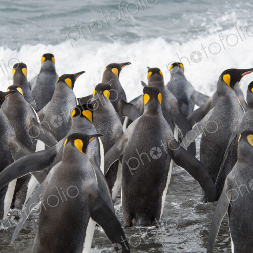 A group of king penguins, Aptenodytes patagonicus on South Georgia Island.