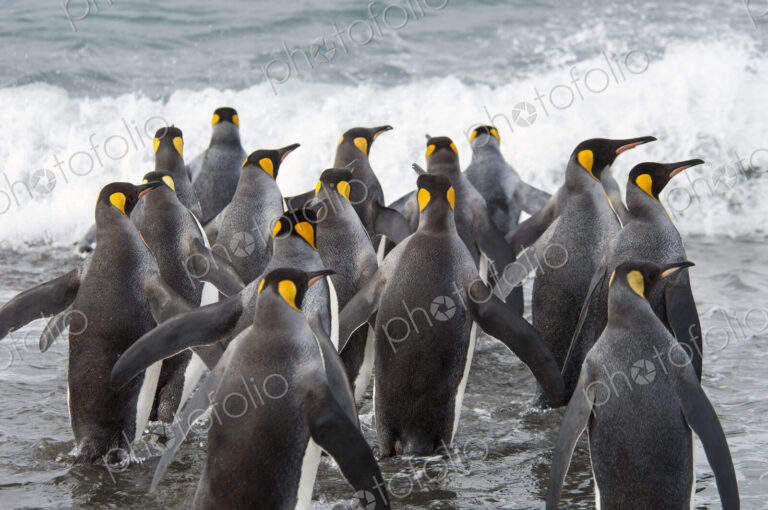 A group of king penguins, Aptenodytes patagonicus on South Georgia Island.