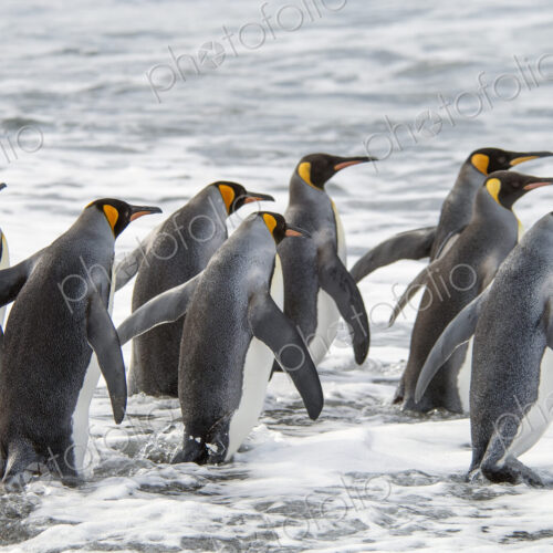 A group of king penguins, Aptenodytes patagonicus on South Georgia Island.