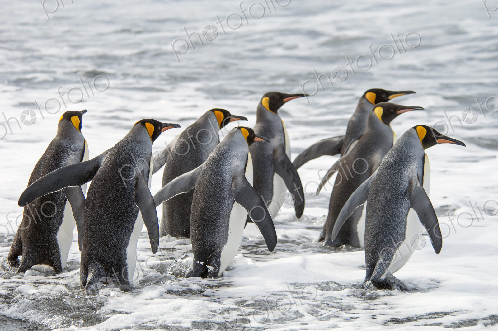 A group of king penguins, Aptenodytes patagonicus on South Georgia Island.