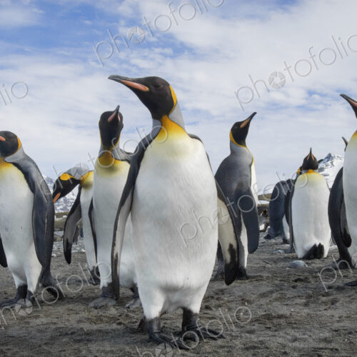 A group of king penguins, Aptenodytes patagonicus on South Georgia Island.