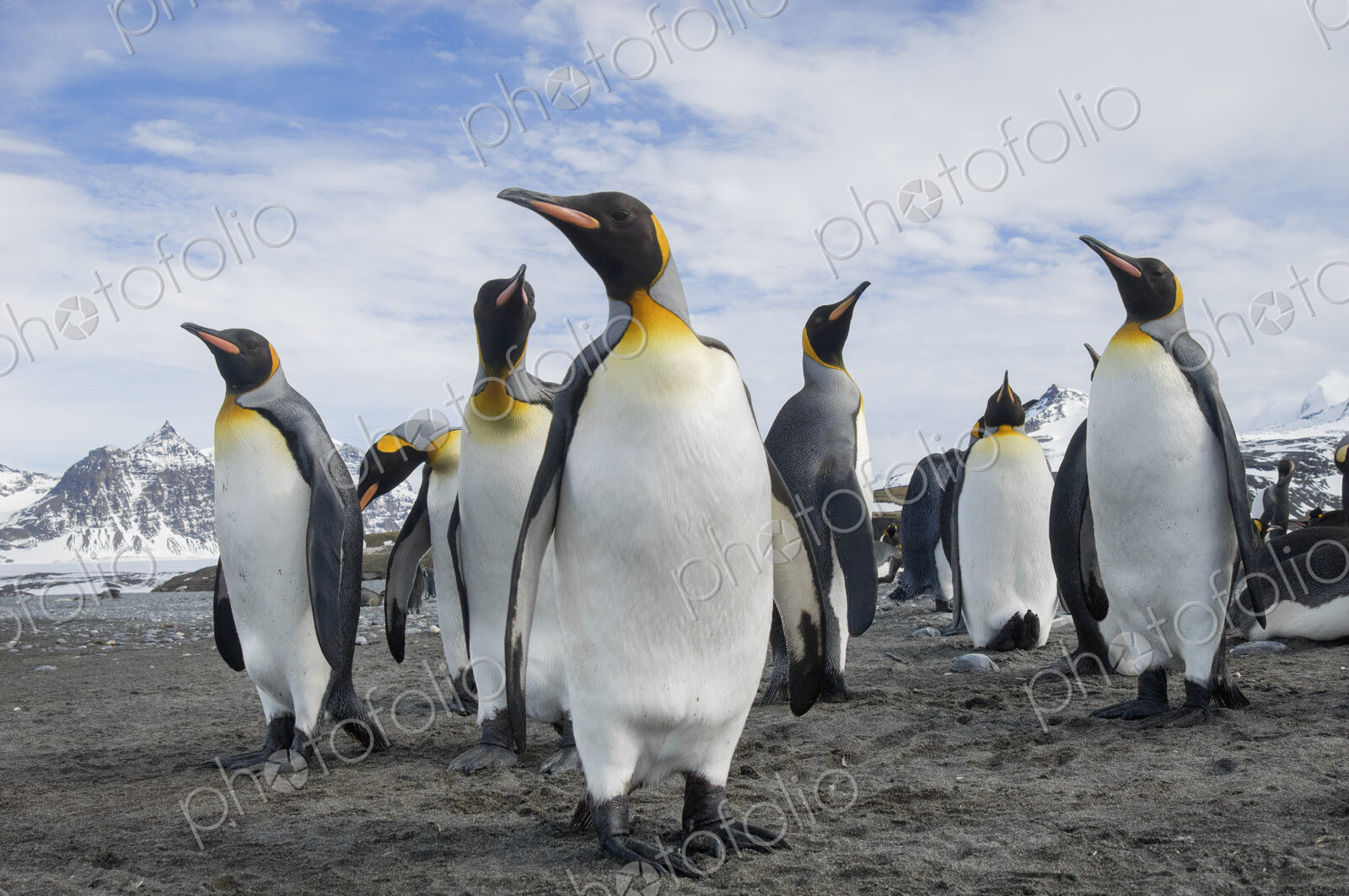 A group of king penguins, Aptenodytes patagonicus on South Georgia Island.