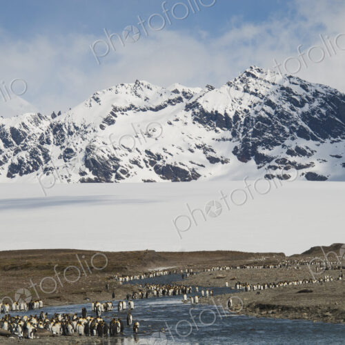 A group of king penguins, Aptenodytes patagonicus on South Georgia Island.