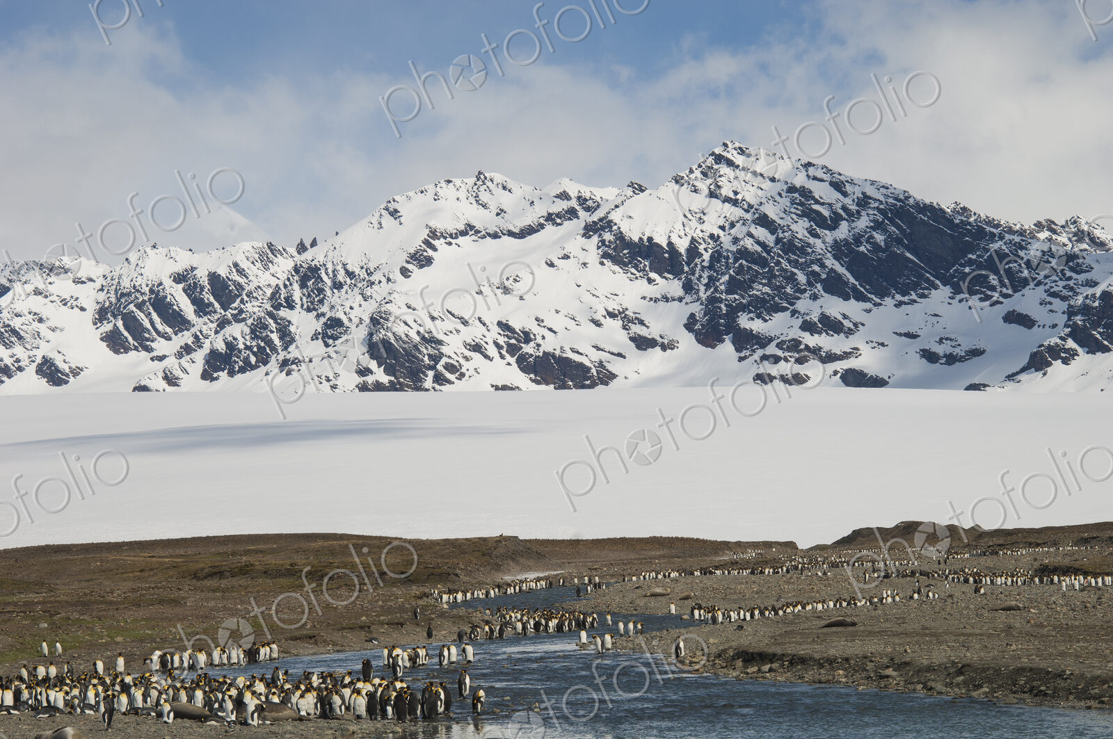 A group of king penguins, Aptenodytes patagonicus on South Georgia Island.