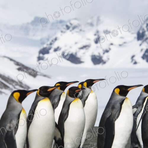 A group of king penguins, Aptenodytes patagonicus, on South Georgia island. A group of king penguins, Aptenodytes patagonicus, on South Georgia island.