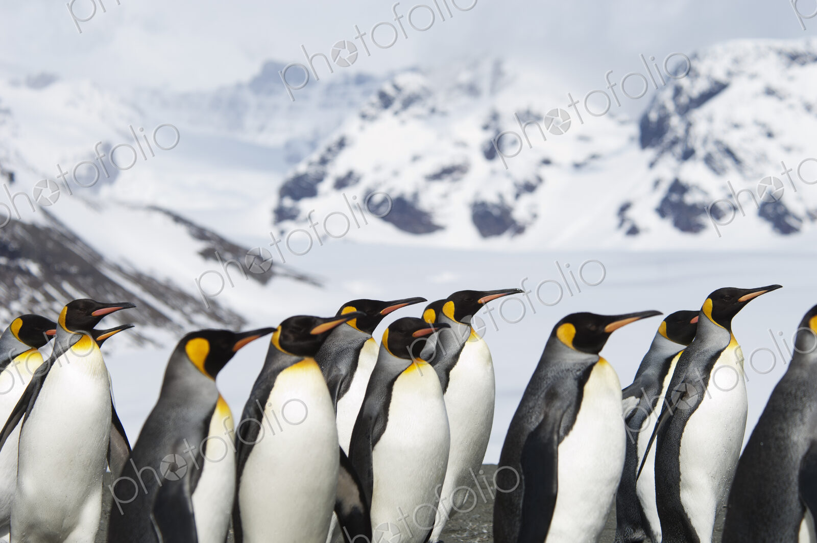 A group of king penguins, Aptenodytes patagonicus, on South Georgia island.