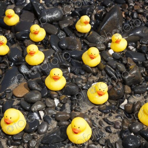 A group of little yellow rubber ducks scattered across wet rocks on a sunny day at the… A group of little yellow rubber ducks scattered across wet rocks on a sunny day at the…