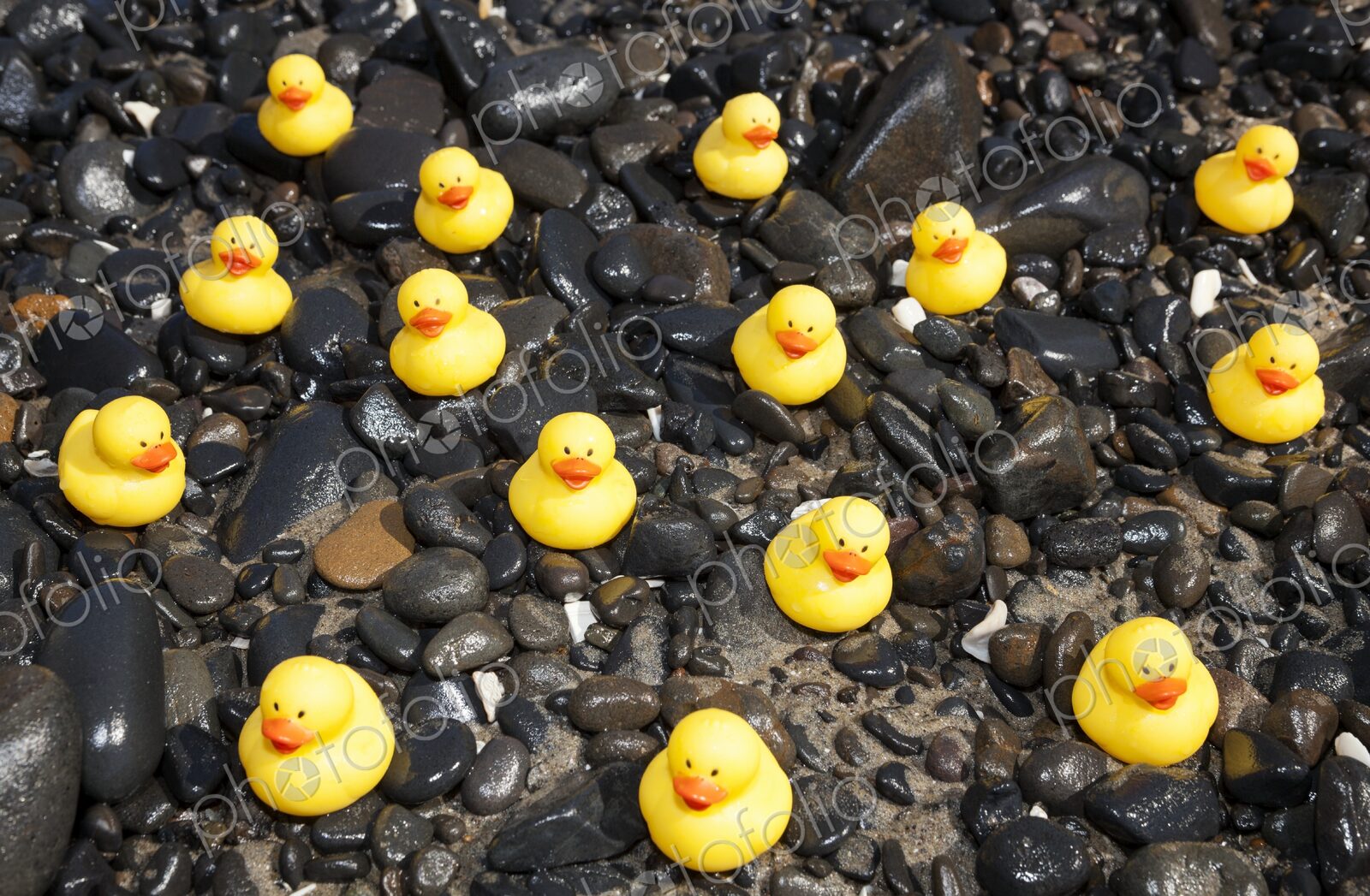 A group of little yellow rubber ducks scattered across wet rocks on a sunny day at the…