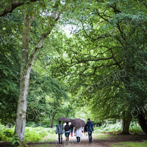 A group of people holding umbrellas, walking along a path through woodland and mature…