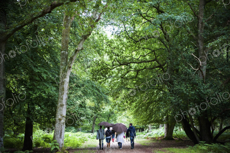 A group of people holding umbrellas, walking along a path through woodland and mature…
