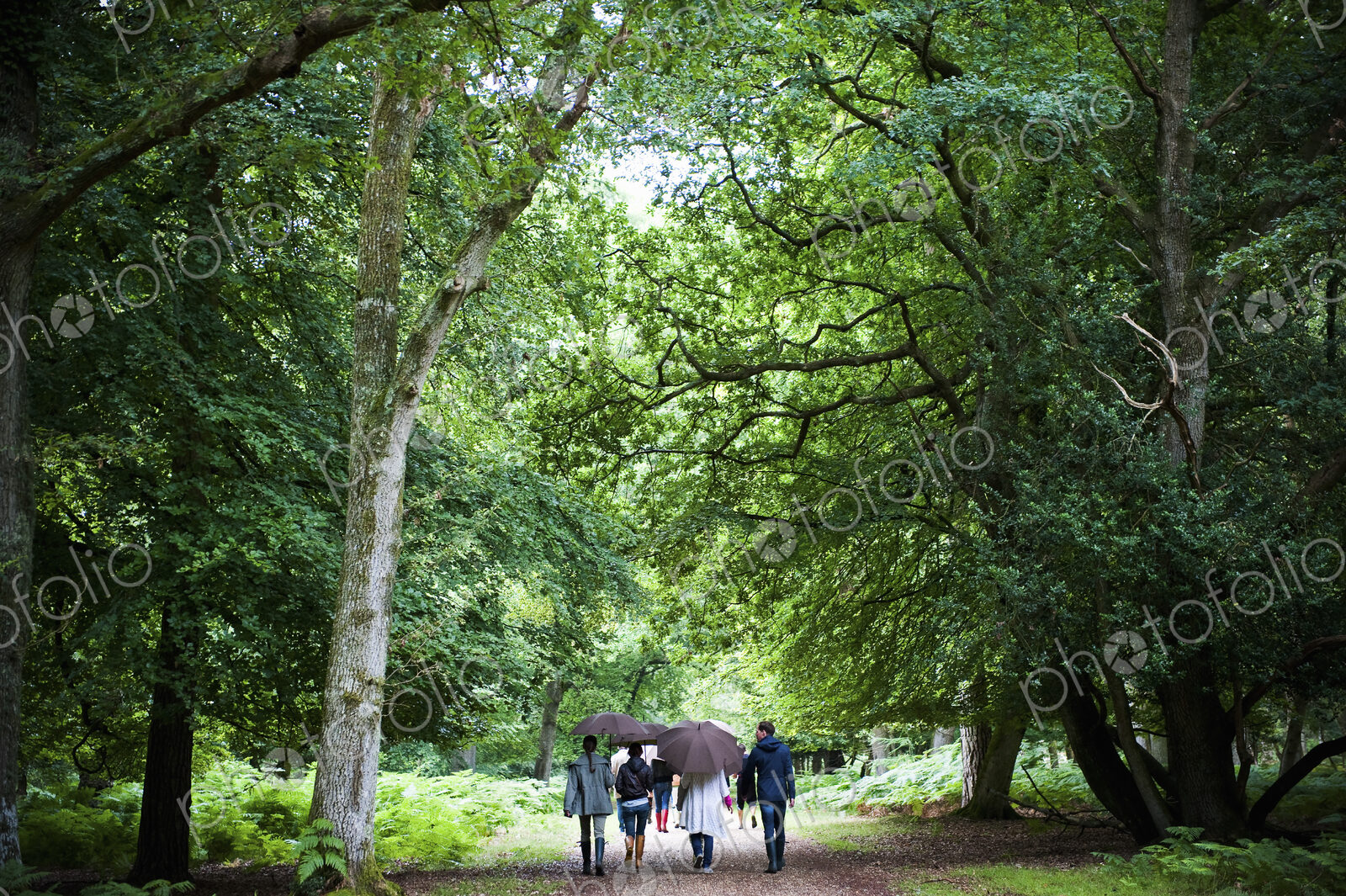 A group of people holding umbrellas, walking along a path through woodland and mature…