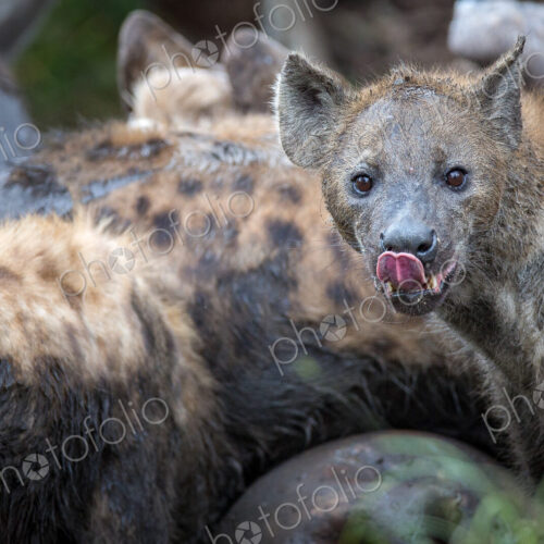 A group of spotted hyenas covered in mud, Crocuta crocuta, eat from a carcass