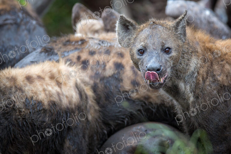 A group of spotted hyenas covered in mud, Crocuta crocuta, eat from a carcass