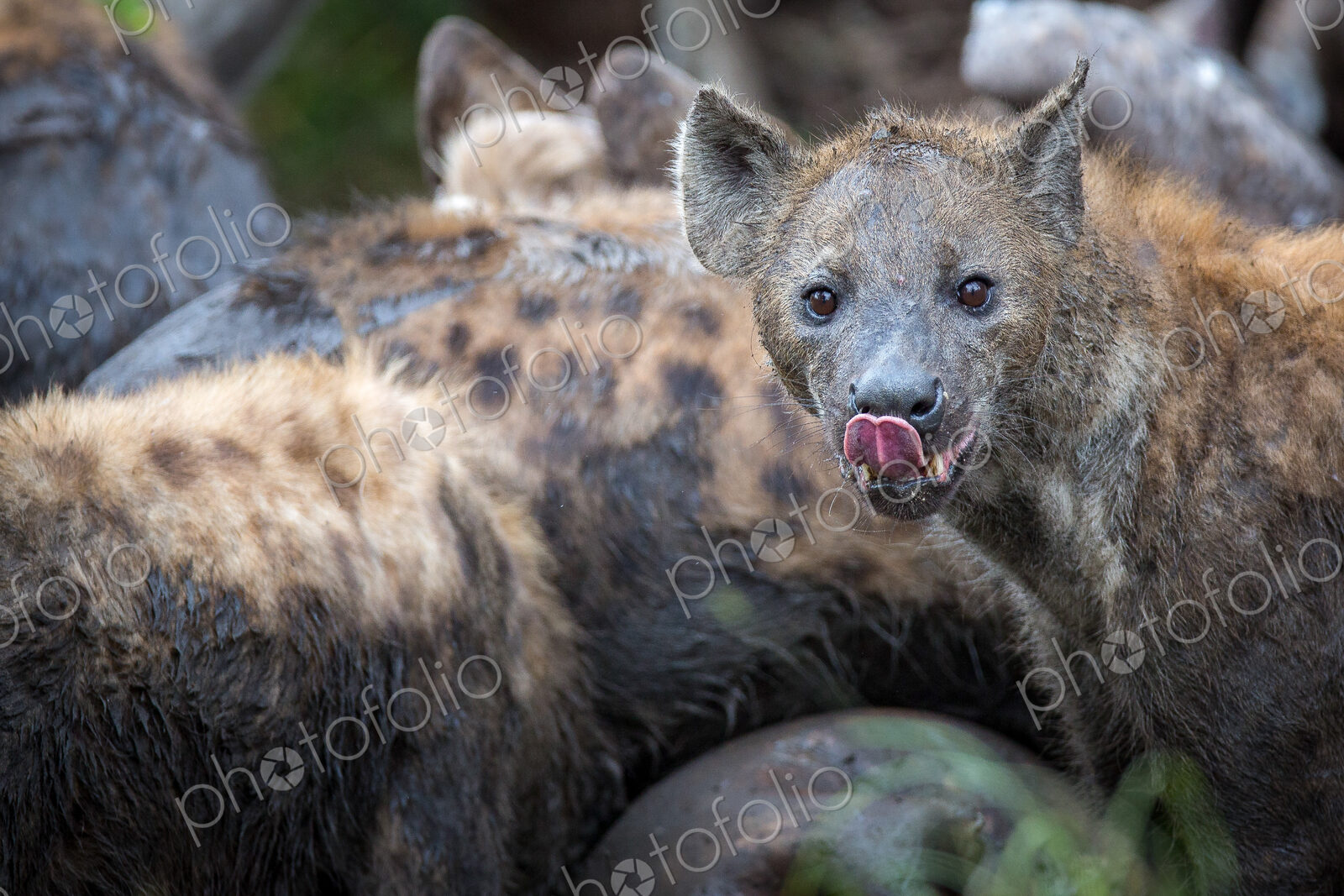 A group of spotted hyenas covered in mud, Crocuta crocuta, eat from a carcass