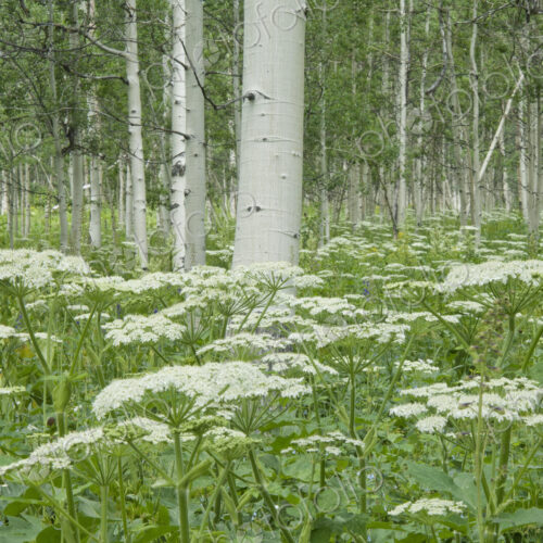 A grove of quivering aspen trees, and cow parsley growing under their shade. White… A grove of quivering aspen trees, and cow parsley growing under their shade. White…