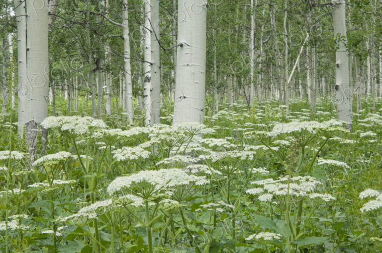A grove of quivering aspen trees, and cow parsley growing under their shade. White…