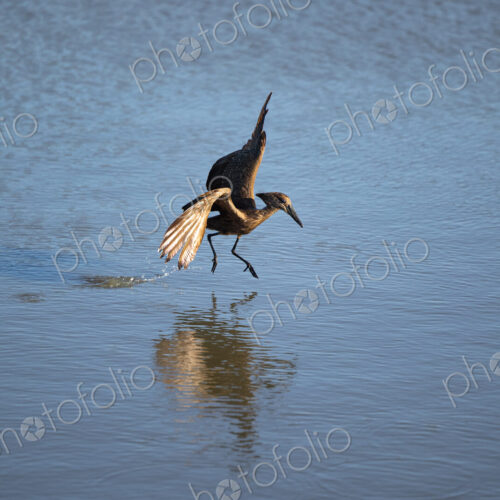 A hamerkop, Scopus umbretta, mid-flight, hunting fish.