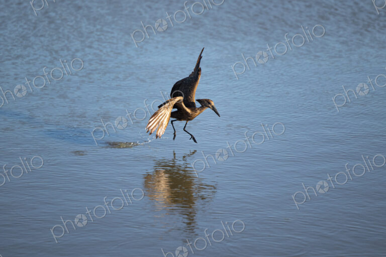 A hamerkop, Scopus umbretta, mid-flight, hunting fish.
