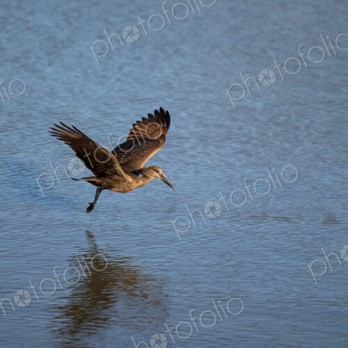 A hamerkop, Scopus umbretta, mid-flight, hunting fish.