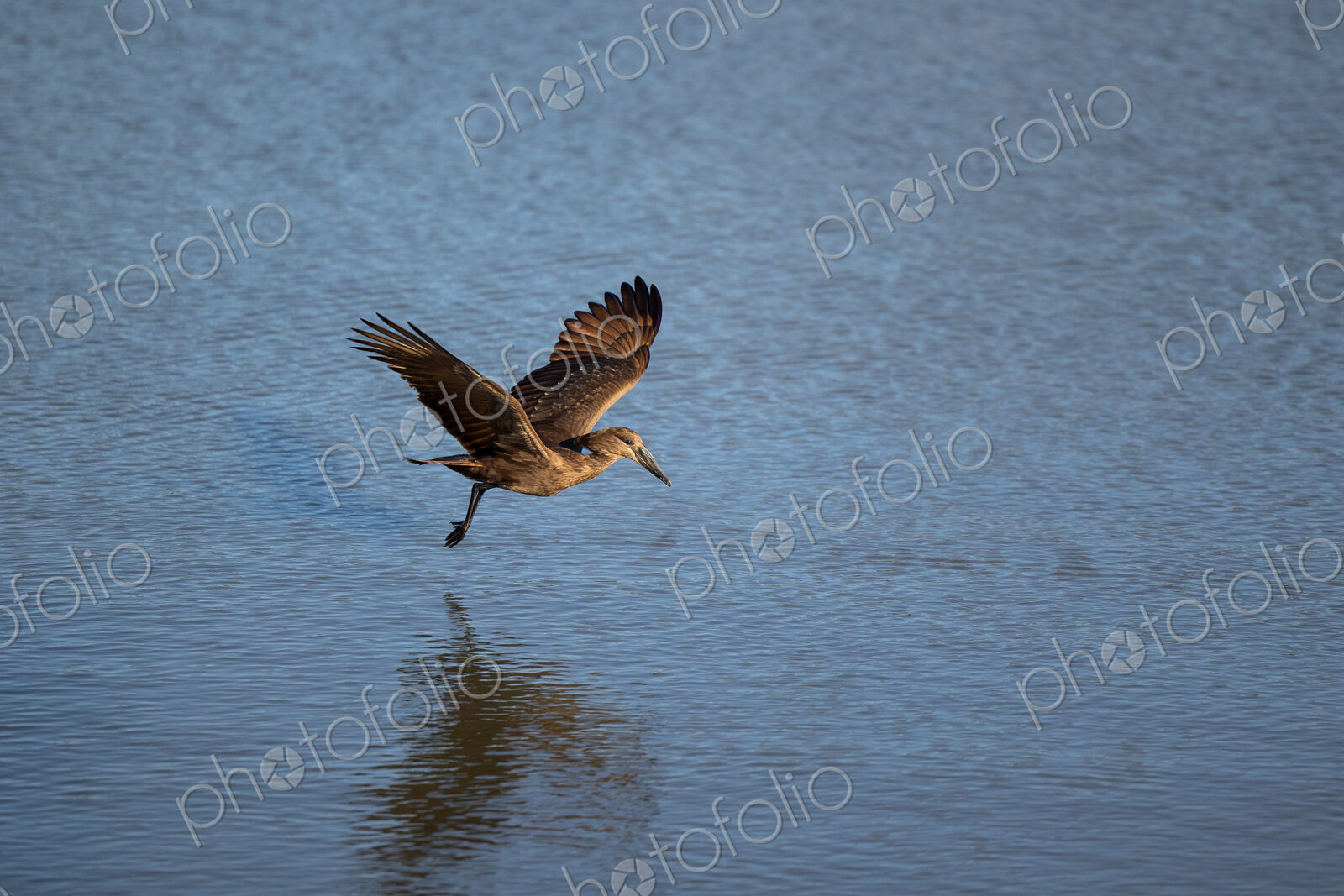 A hamerkop, Scopus umbretta, mid-flight, hunting fish.