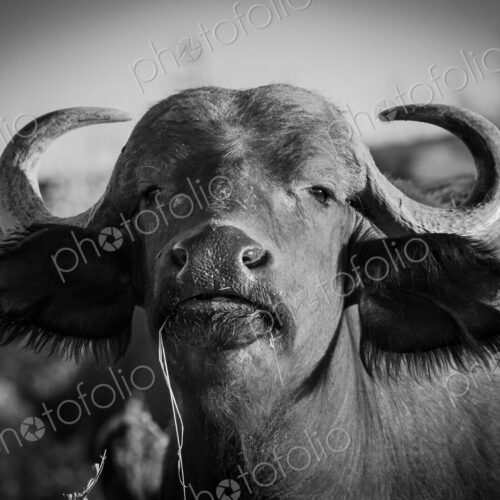 A head shot of a buffalo, Syncerus caffer, direct gaze, black and white, ears facing… A head shot of a buffalo, Syncerus caffer, direct gaze, black and white, ears facing…