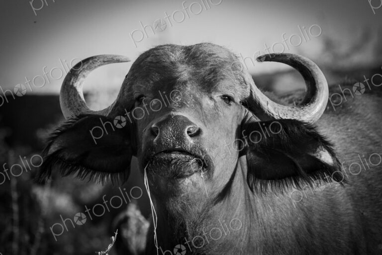A head shot of a buffalo, Syncerus caffer, direct gaze, black and white, ears facing…