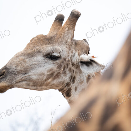 A head shot of a girrafe, Giraffa camelopardalis giraffa, looking out of frame, white… A head shot of a girrafe, Giraffa camelopardalis giraffa, looking out of frame, white…