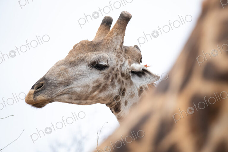 A head shot of a girrafe, Giraffa camelopardalis giraffa, looking out of frame, white…