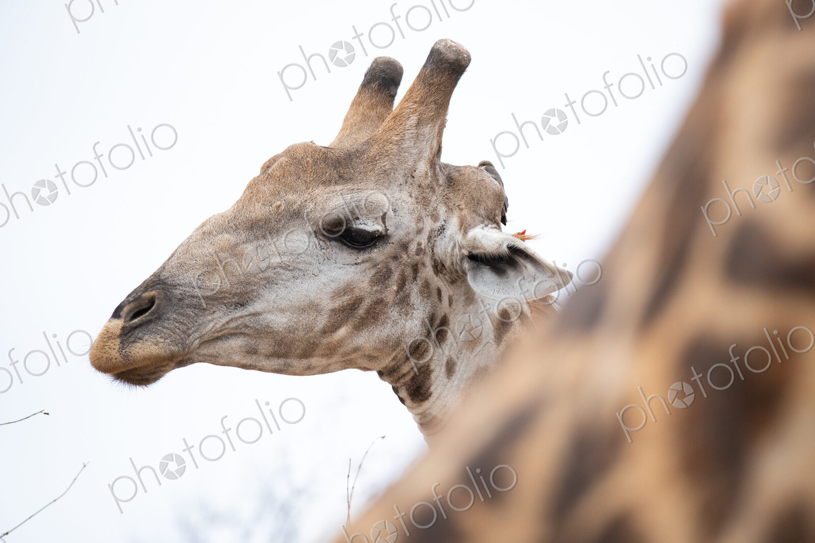 A head shot of a girrafe, Giraffa camelopardalis giraffa, looking out of frame, white…