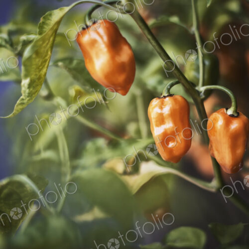 A healthy organic bell pepper plant with fruits in a greenhouse. A healthy organic bell pepper plant with fruits in a greenhouse.