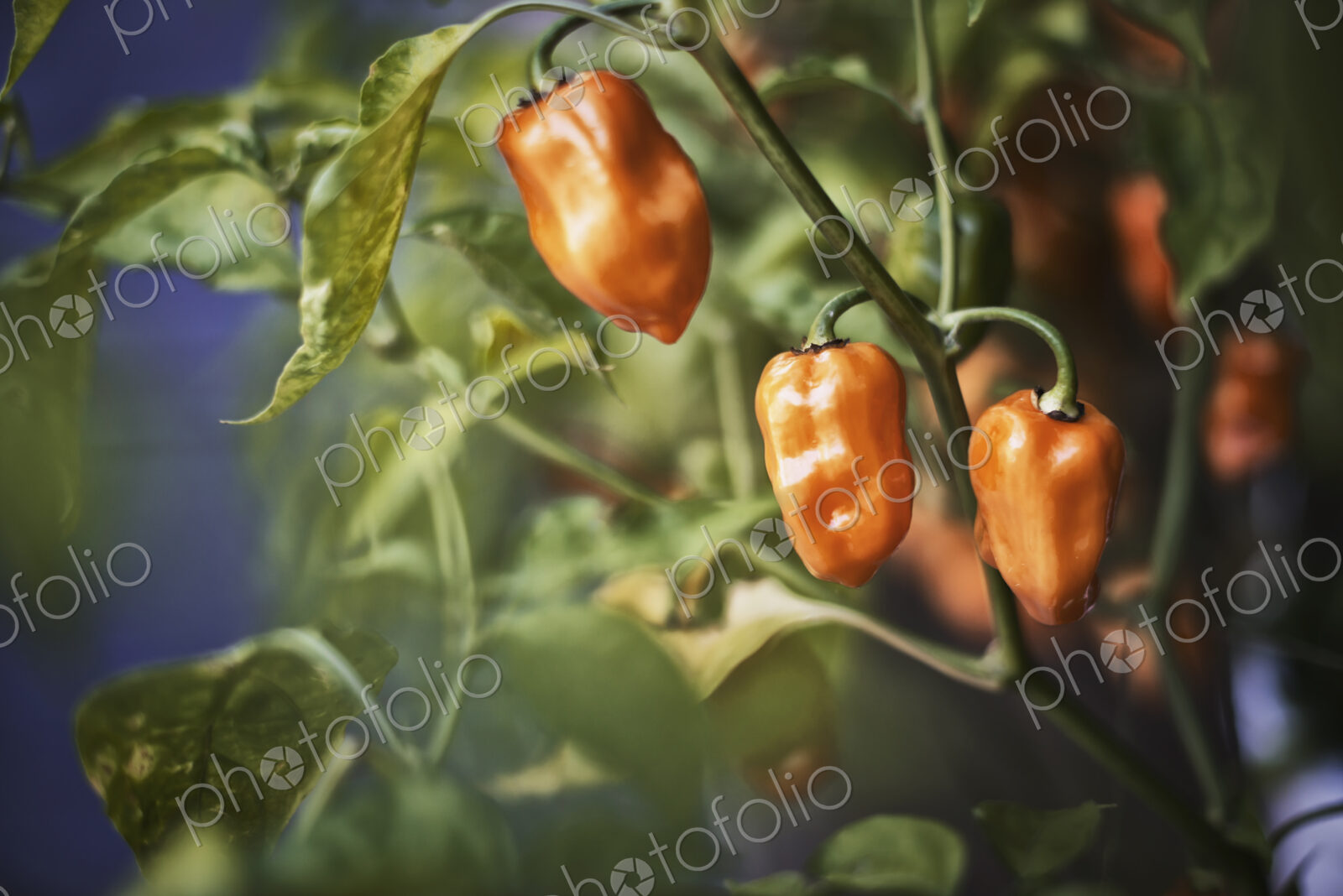A healthy organic bell pepper plant with fruits in a greenhouse.