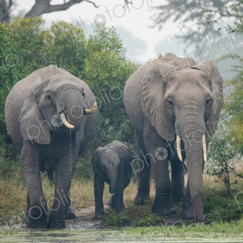 A heard of elephants Loxodonta africana, eating. A heard of elephants Loxodonta africana, eating.