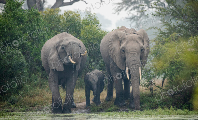 A heard of elephants Loxodonta africana, eating.