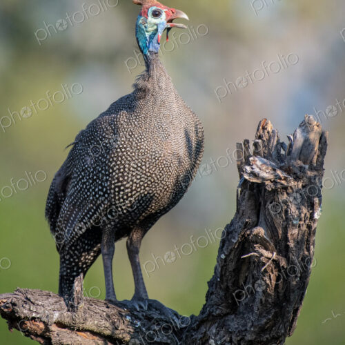 A helmeted guineafowl, Numida meleagris, perched on a log, beak open, greenery in… A helmeted guineafowl, Numida meleagris, perched on a log, beak open, greenery in…