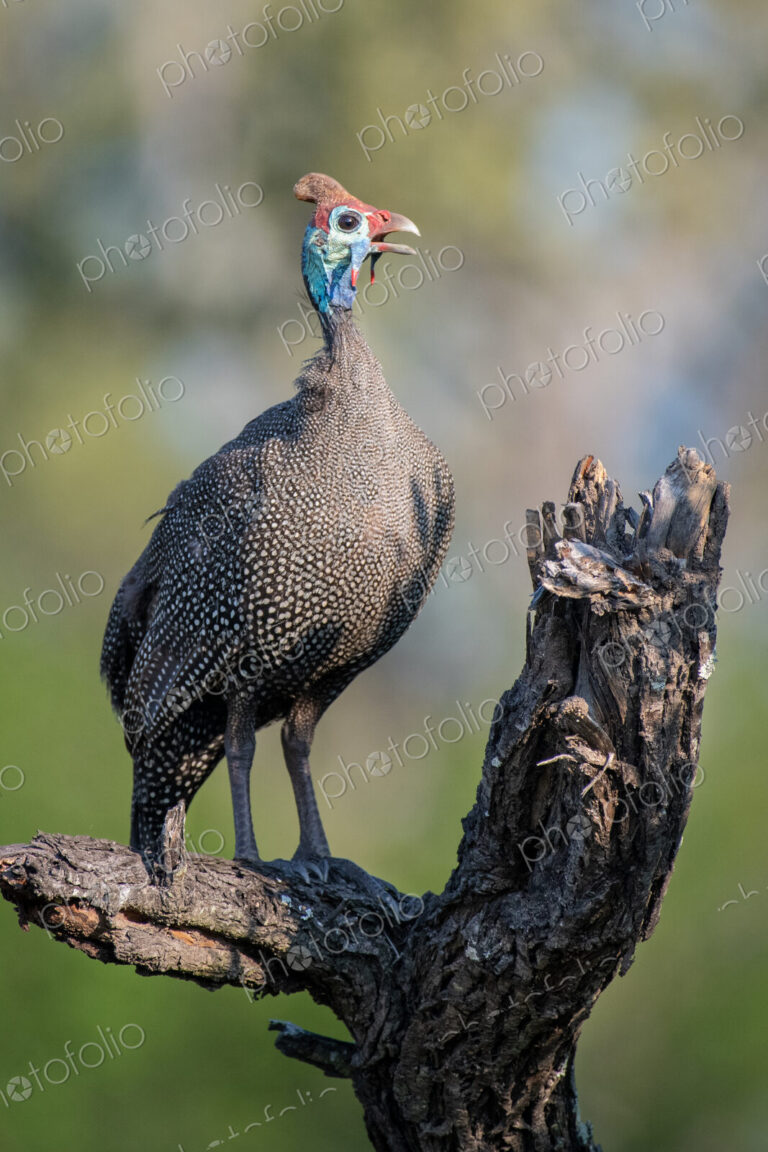 A helmeted guineafowl, Numida meleagris, perched on a log, beak open, greenery in…