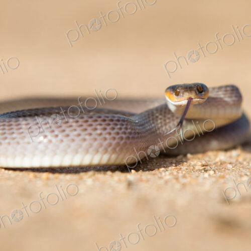 A herald snake, Crotaphopeltis hotamboeia, coils in the sand, direct gaze with tongue out A herald snake, Crotaphopeltis hotamboeia, coils in the sand, direct gaze with tongue out
