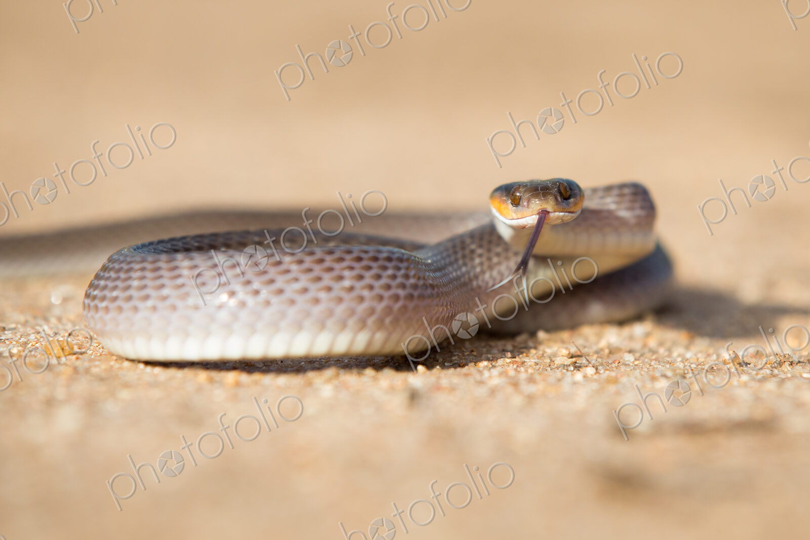A herald snake, Crotaphopeltis hotamboeia, coils in the sand, direct gaze with tongue out