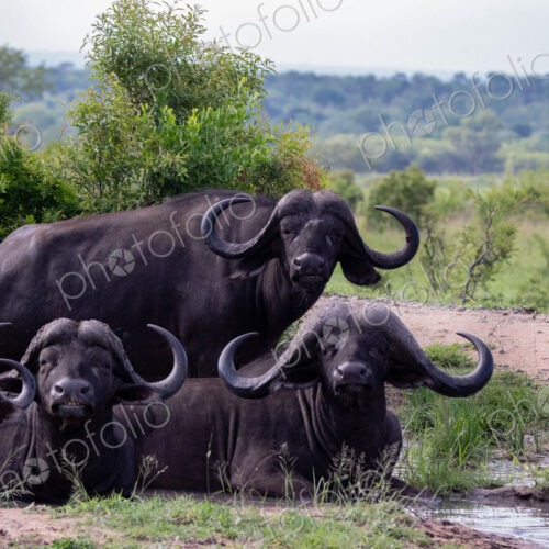 A herd of buffalo, Syncerus caffer, lie in a mud wallow A herd of buffalo, Syncerus caffer, lie in a mud wallow