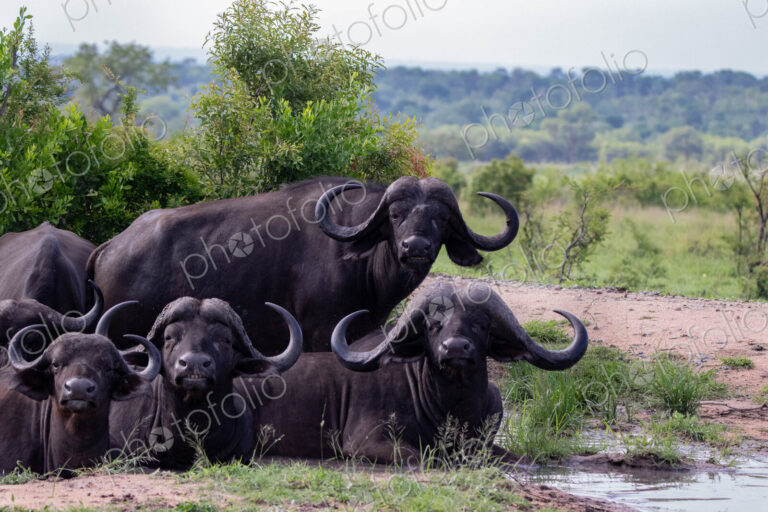 A herd of buffalo, Syncerus caffer, lie in a mud wallow