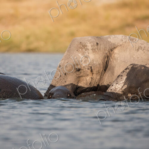 A herd of elephant, Loxodonta africana, stand in water, wet skin, looking away,… A herd of elephant, Loxodonta africana, stand in water, wet skin, looking away,…